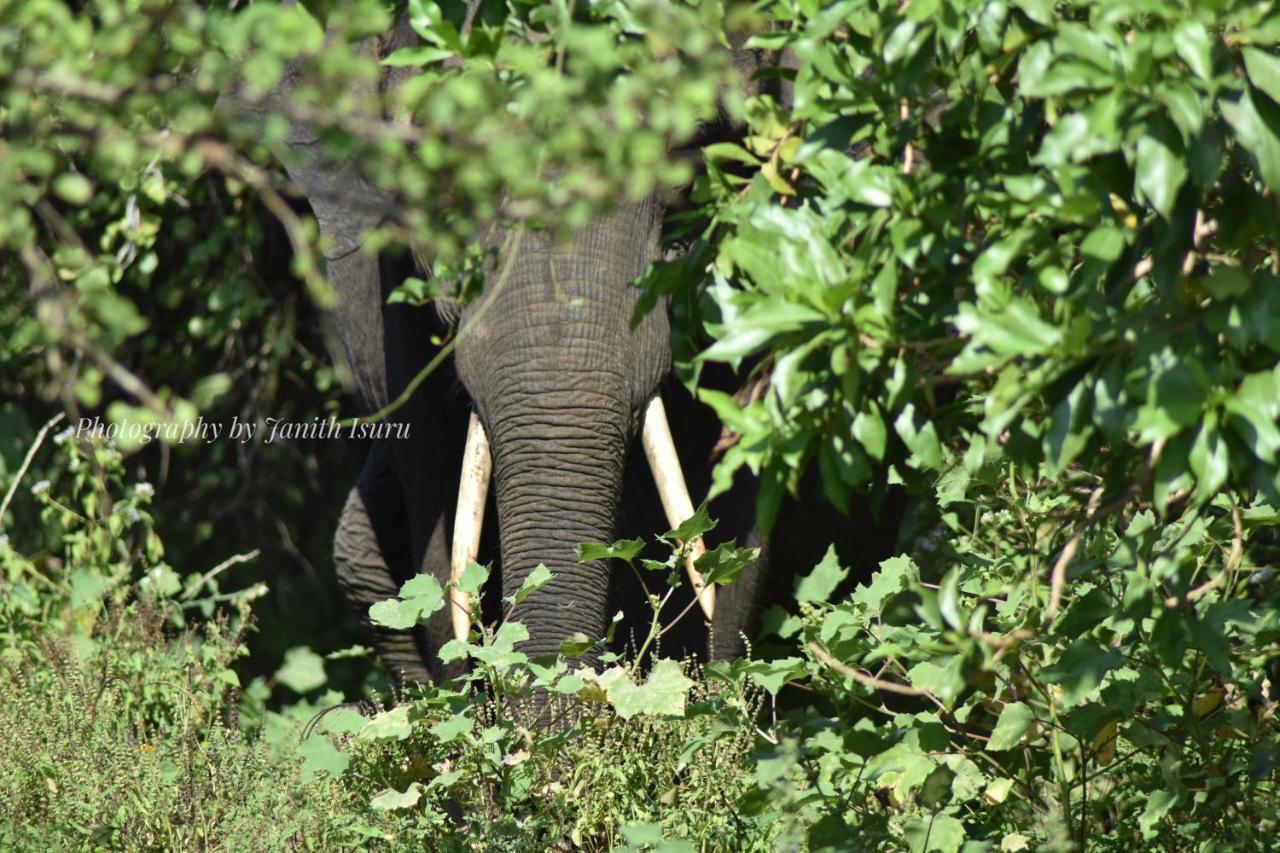 Forest Edge Safari Villa Udawalawe Zewnętrze zdjęcie
